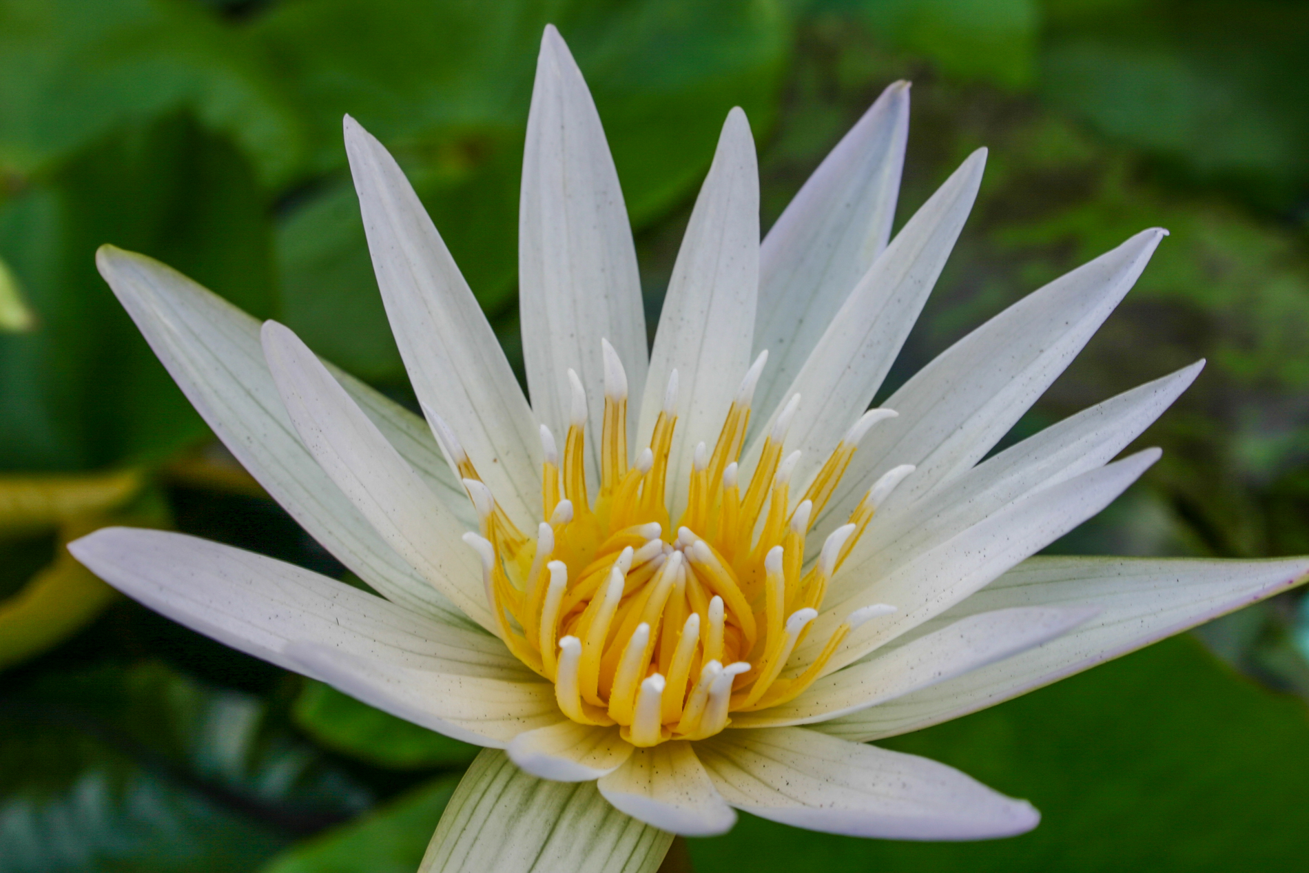 Nymphaea 'Josephine' — Florida Aquatic Nurseries